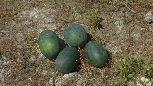 吃土瓜会黑,探寻肌肤变黑的奥秘