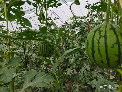 潍坊小吊瓜今日报价查询,市场行情一览”