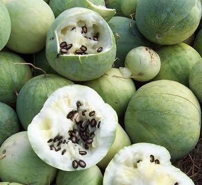 紫瓜里面的黑籽可以吃吗,揭秘可食用之谜