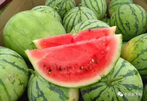 今日吃瓜-51吃瓜往期回放