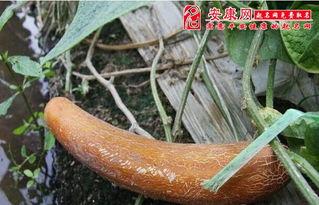 梦见别人偷了黑羊角瓜吃,黑羊角瓜被盗之谜