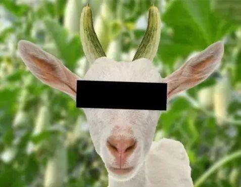 梦见别人偷了黑羊角瓜吃,黑羊角瓜被盗之谜