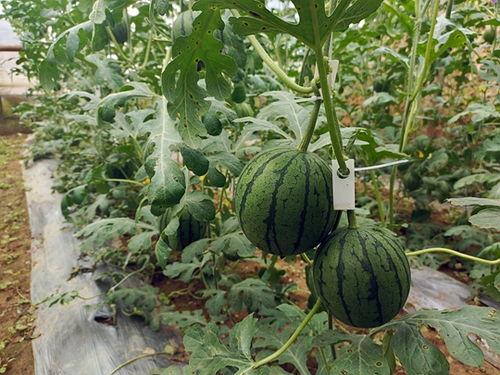 51吃瓜群众今日大瓜 网站,今日大瓜盘点，娱乐圈最新爆料揭秘