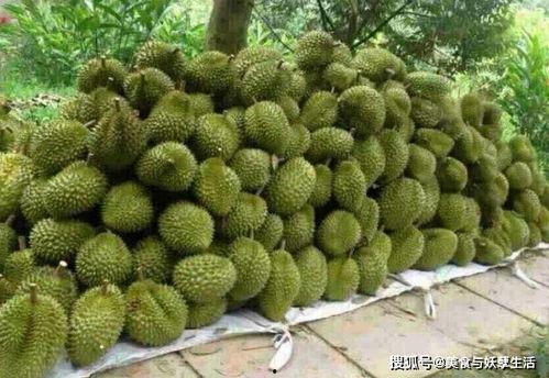 蜜瓜多少钱一斤市场价今日行情,价格波动，一斤蜜瓜多少钱？