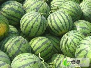 陕西乳瓜今日行情价格