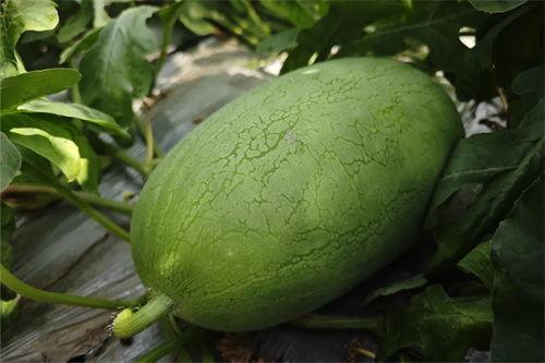 今日红瓜价格2021,2021年今日红瓜价格走势分析