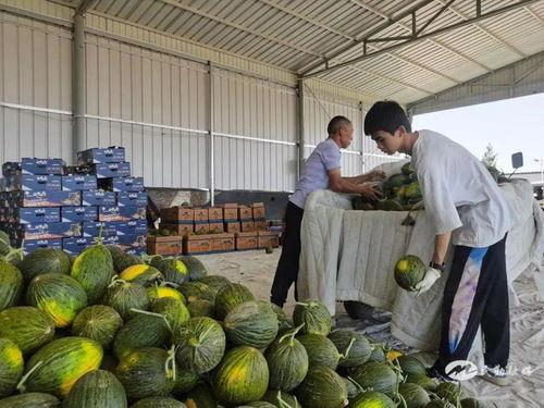 今日小蜜瓜福建市场行情
