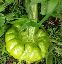 云南今日小瓜价格行情