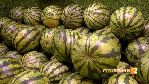 云南今日小瓜价格行情