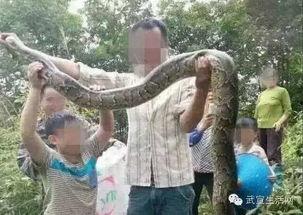 抖音大黑蟒吃瓜视频,抖音惊现神秘生物奇观