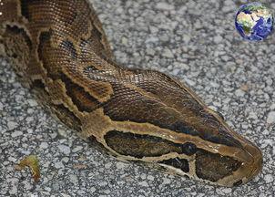 抖音大黑蟒吃瓜视频,抖音惊现神秘生物奇观