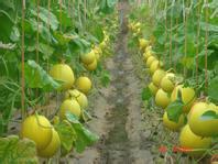 乐亭今日瓜价行情