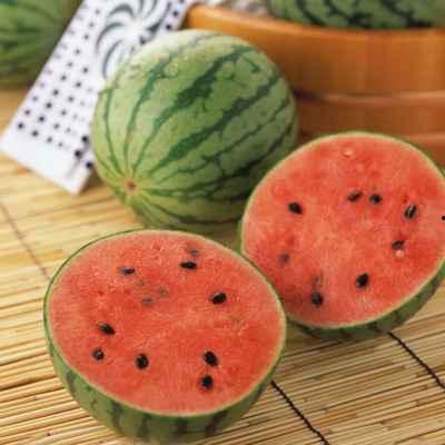 乐亭今日瓜价行情