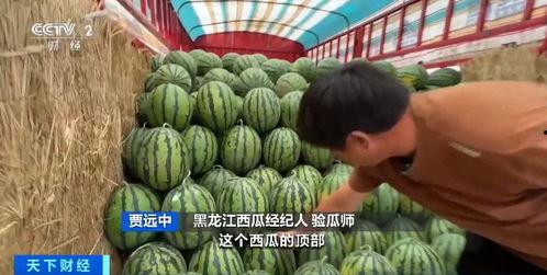 乐亭今日瓜价行情