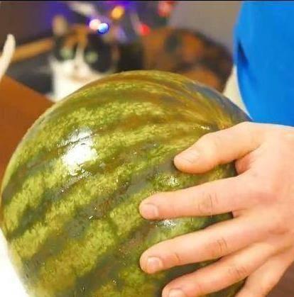 俄罗斯今日吃瓜,吃瓜群众视角下的时事风云