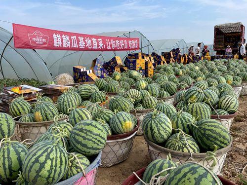 嘉兴市场今日麒麟瓜行情,今日价格波动及市场动态