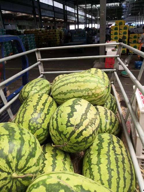 嘉兴市场今日麒麟瓜行情,今日价格波动及市场动态