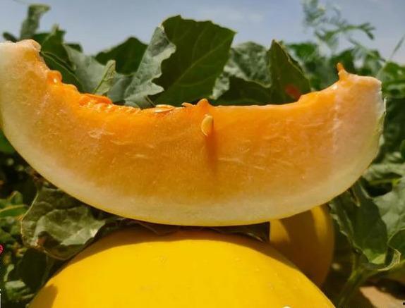 民勤蜜瓜价格表今日价格