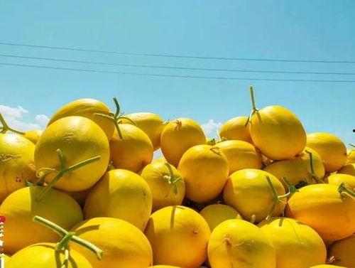 民勤蜜瓜价格表今日价格