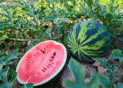 热门吃瓜大爆料吃瓜吧,热门吃瓜大爆料，真相尽在这篇文章！