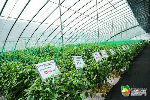 今日蒲瓜菜价格表,市场行情一览