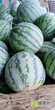 沭阳今日的瓜